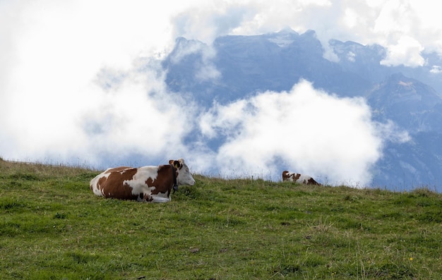 Vaca descansando en un prado de montaña