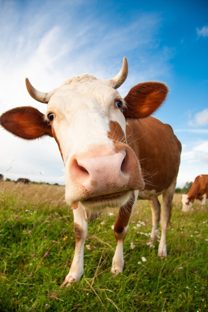 Una vaca divertida con una cabeza grande