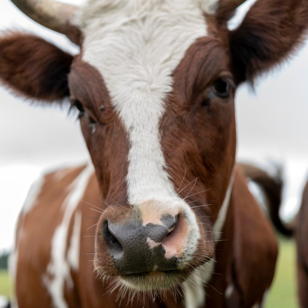 Vaca do animal de estimação em uma exploração agrícola no campo.