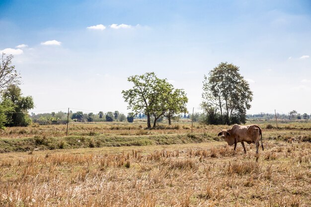 vaca doméstica en el campo de la agricultura