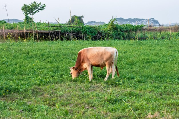 Una vaca doméstica comiendo hierba de una tierra agrícola