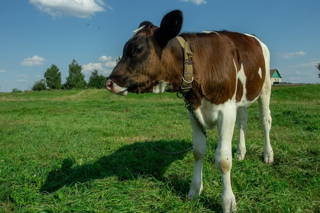 Vaca doméstica pastando em um prado verde