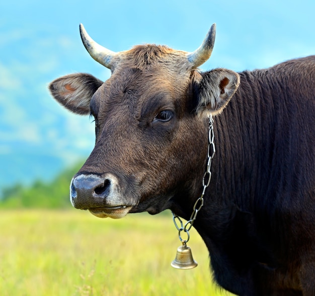 Vaca dos Cárpatos em uma pastagem nas montanhas na primavera