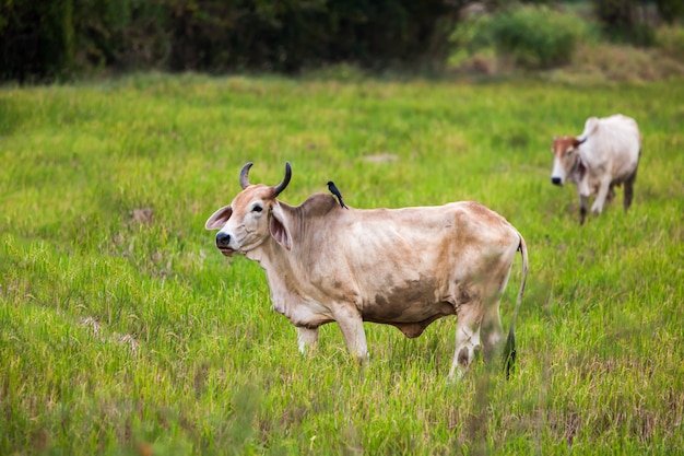 Una vaca y un drongo negro.