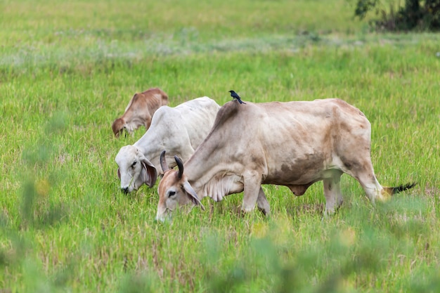 Una vaca y un drongo negro.