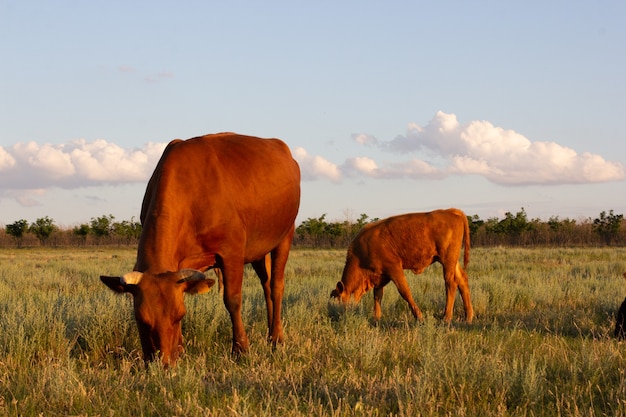 Vaca e bezerro comendo grama em um campo após a temporada de colheita durante o pôr do sol