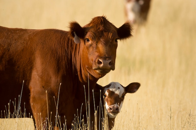 Vaca e bezerro