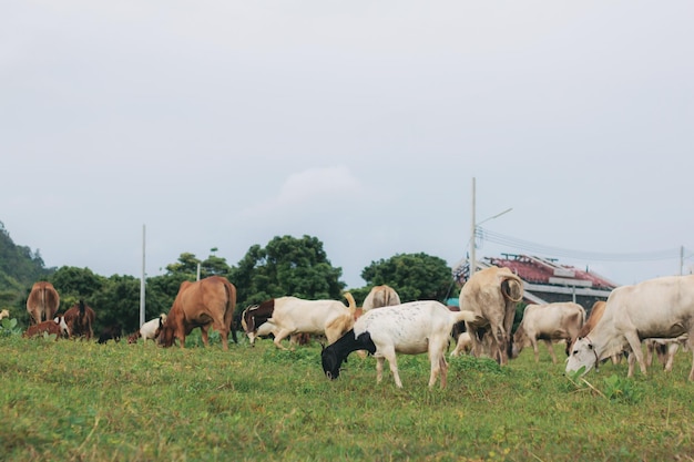 Vaca e cabra na fazenda