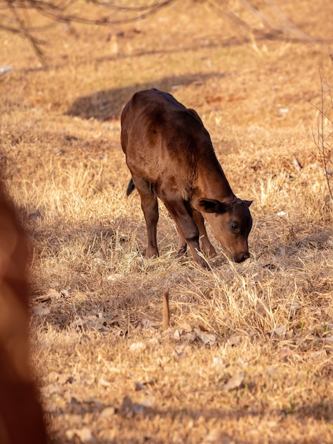 Vaca em fazenda brasileira com foco seletivo