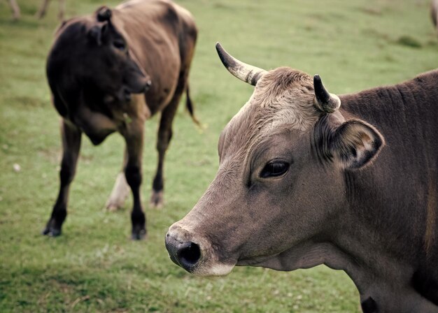 Vaca em pastagem rural, ecologia.