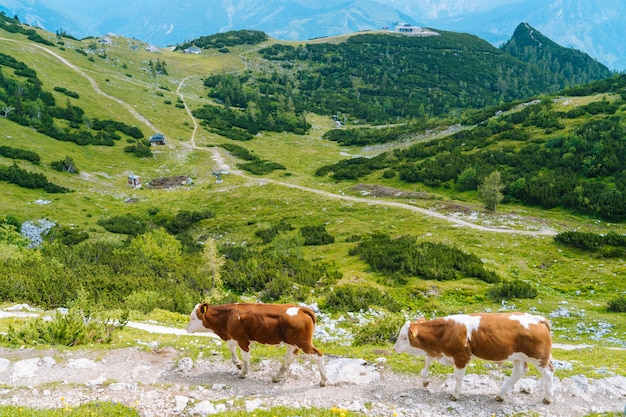 Vaca em pé na estrada através dos Alpes. Vaca e bezerro passa os meses de verão em um prado alpino nos Alpes.