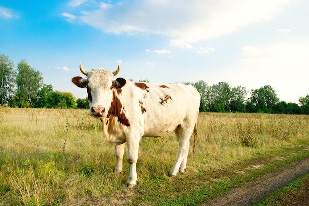 Vaca em pé no prado