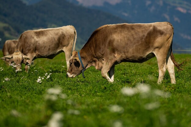 Foto vaca em prado alpino bovino em campo verde vaca em prado de pastagem para gado vaca no