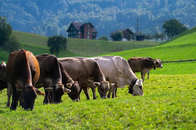 Foto vaca em prado alpino bovino em campo verde vaca em prado de pastagem para gado vaca no