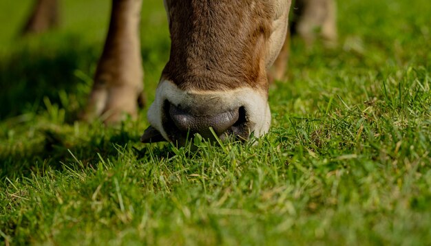 Foto vaca em prado alpino bovino em campo verde vaca em prado de pastagem para gado vaca no
