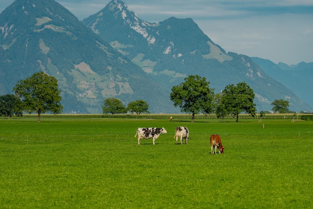 Foto vaca em prado alpino bovino em campo verde vaca em prado de pastagem para gado vaca no