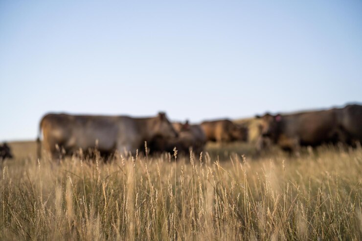 Foto vaca em um campo ao pôr do sol em um verão em uma seca seca no verão na austrália em uma fazenda agrícola