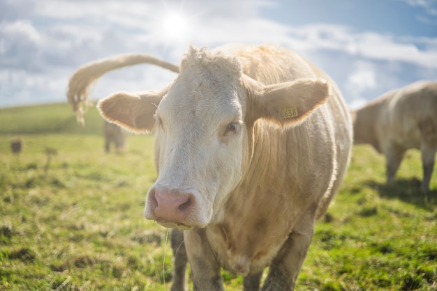 Vaca em um campo, olhando para a câmera com um nascer do sol