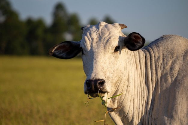 Vaca em um campo, pastando.