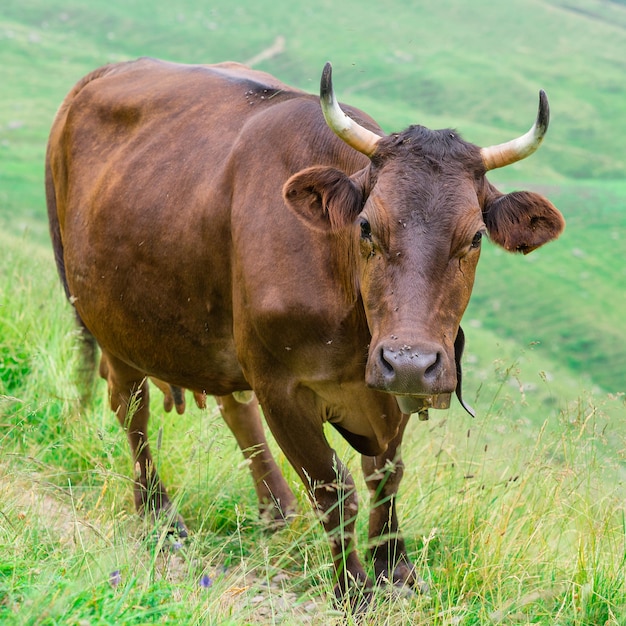 Vaca em um pasto de montanha