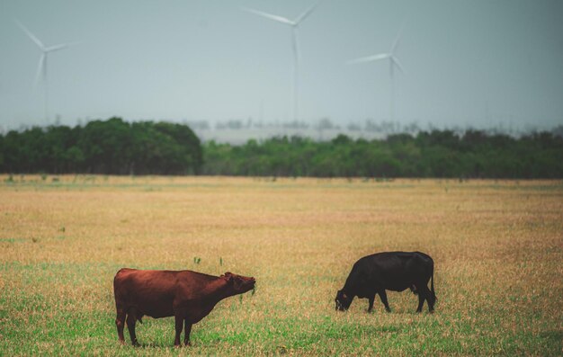 Vaca em um pasto Vacas marrons e pretas sobre fundo de grama verde