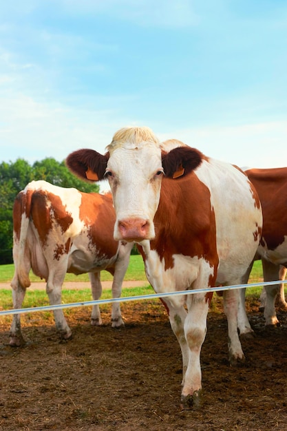 Vaca em um prado antes da operação de ordenha, Franche Comte, França.