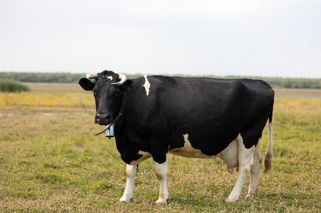 vaca em um prado, vaca em um campo.