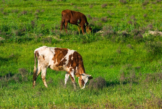 Vaca em um prado verde