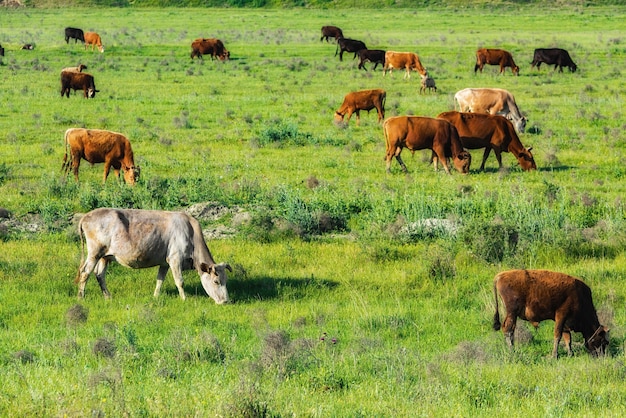 Vaca em um prado verde