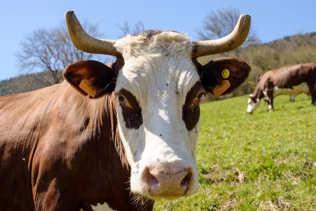 Vaca em um prado