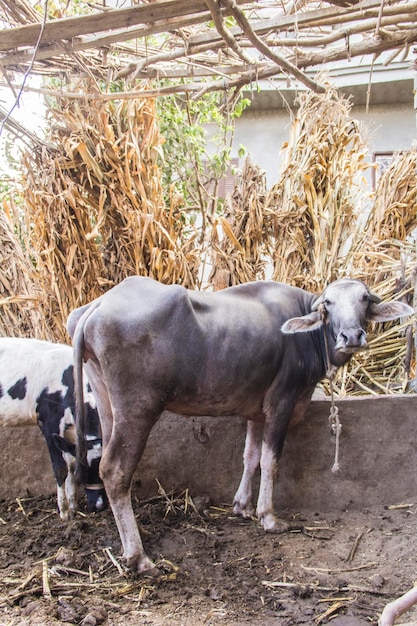 Vaca em uma aldeia tradicional egípcia perto do cairo, egito