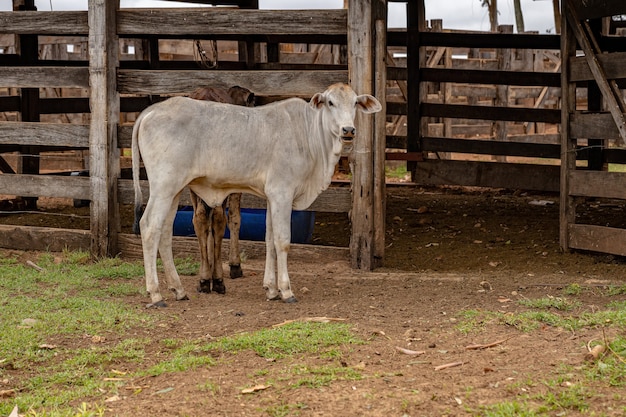 Vaca em uma fazenda com foco seletivo