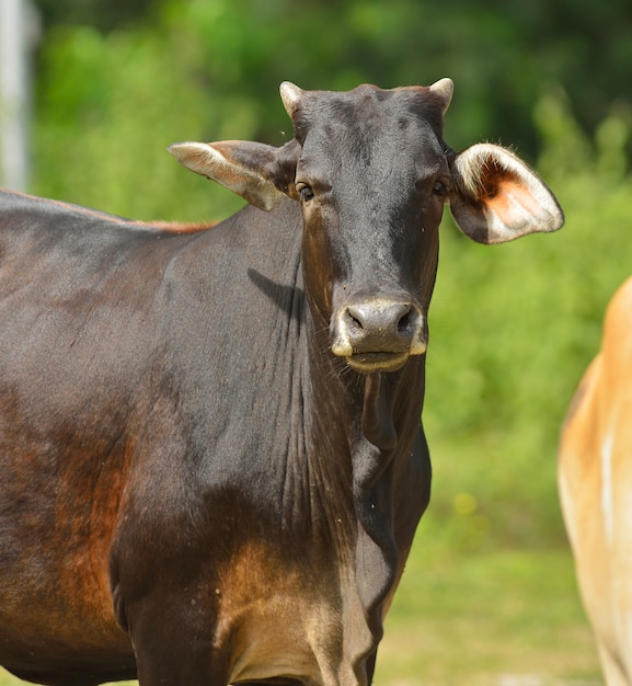 Vaca em uma pastagem de verão