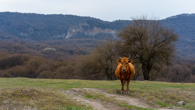 Una vaca se encuentra en la hierba en el fondo de las montañas