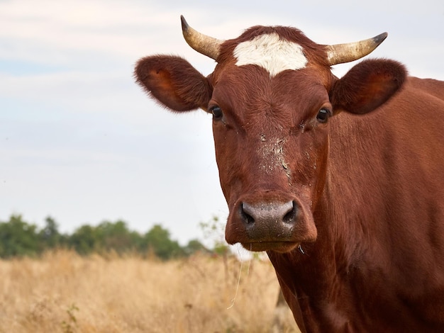 Vaca engraçada no prado de outono