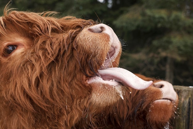 Vaca escocesa com boca aberta e língua de fora close-up retrato de vacas das montanhas escocesas