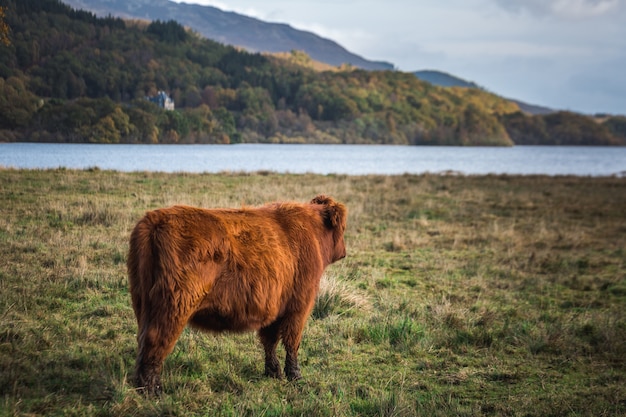 Vaca escocesa das montanhas que aprecia a vista