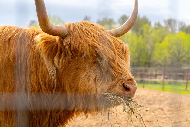 Vaca escocesa peluda de estimação Cabelo ruivo espesso e fofo