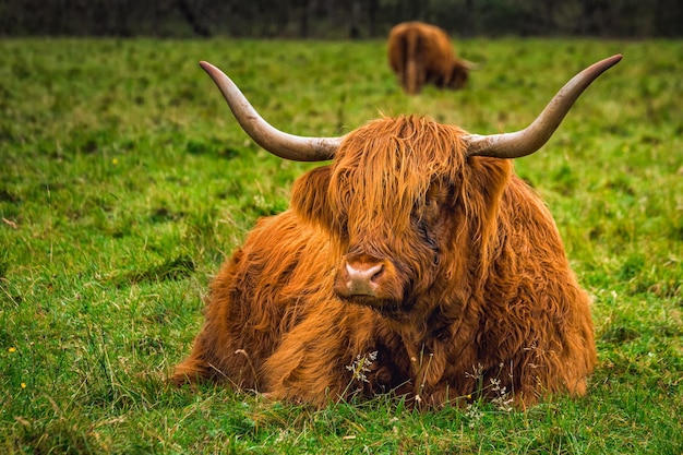 Vaca escocesa de las tierras altas