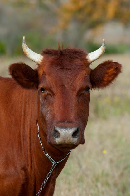 Vaca escura em um fundo de natureza.