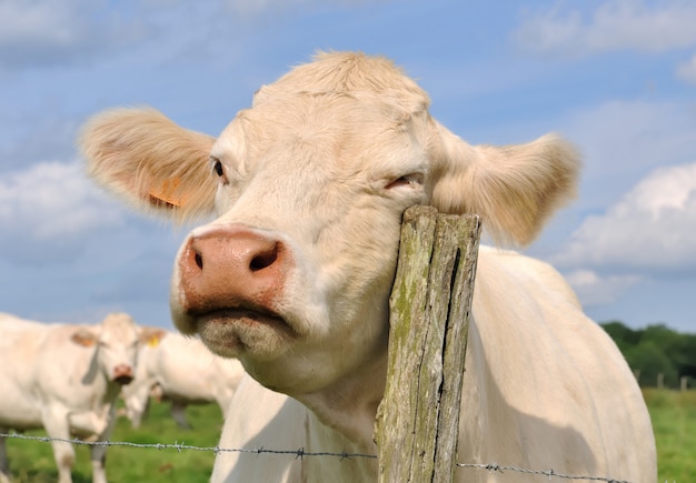 Vaca esfregando em um poste