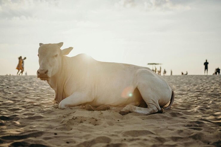 una vaca está acostada en la arena con un fondo de cielo