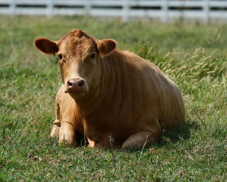 una vaca está acostada en el césped con una valla blanca detrás de ella