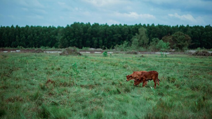 una vaca está caminando en un campo con una vaca en primer plano