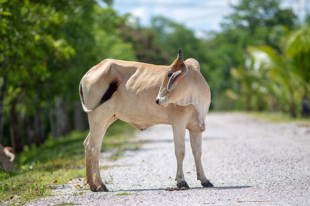 La vaca está en el camino en Tailandia rural