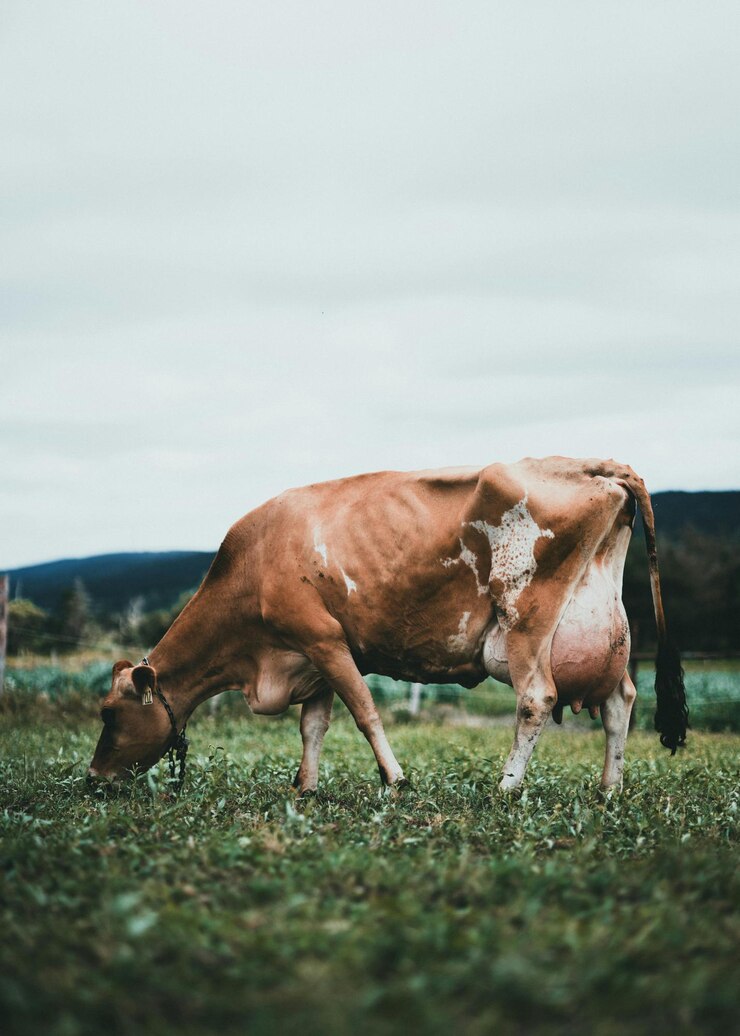 una vaca está comiendo hierba en un campo con un letrero que dice vaca