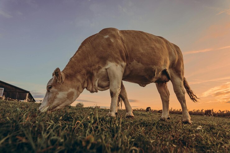 una vaca está comiendo hierba en un campo con el sol poniéndose detrás de ella