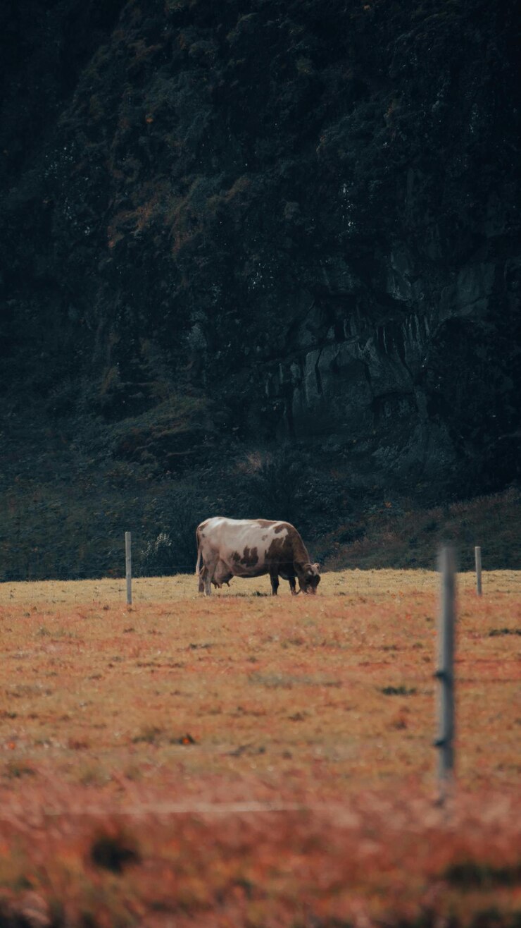una vaca está comiendo hierba en un campo con una valla a su alrededor