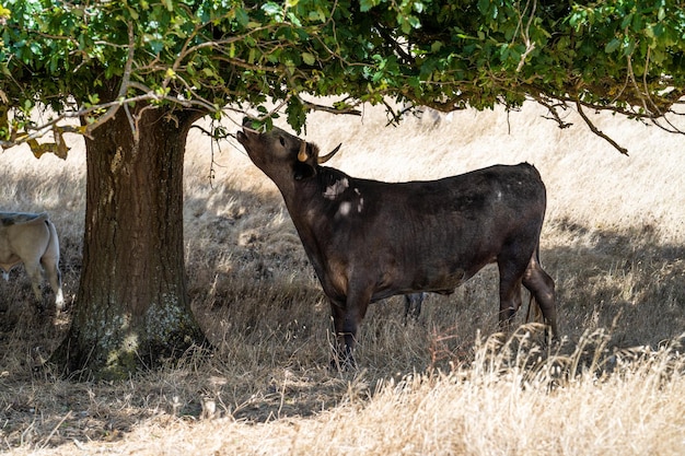 Una vaca está comiendo hojas de un árbol.