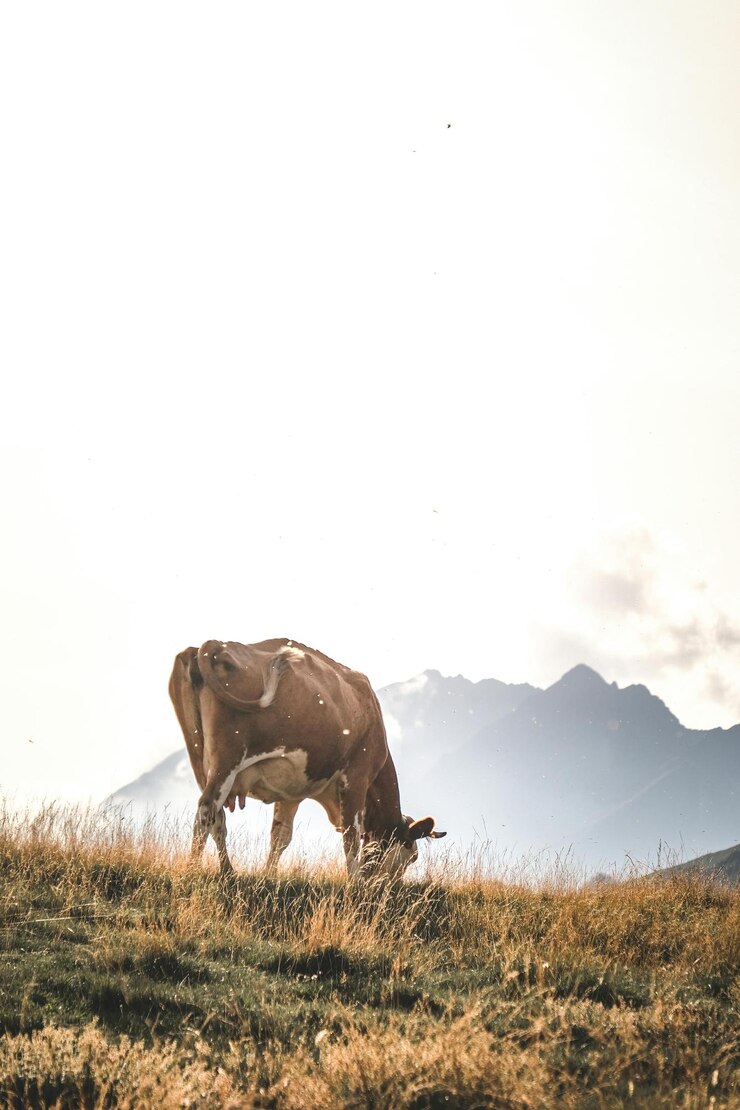 una vaca está pastando en un campo con una montaña en el fondo